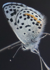 Euphilotes bernardino