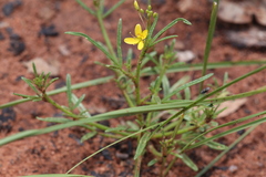 Cleome tetrandra