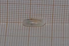 Cylichna cylindracea