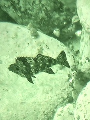 Aplodactylus