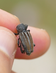 Dorcadion fuliginator