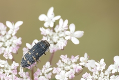 Acmaeoderella flavofasciata
