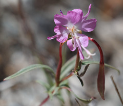 Clarkia breweri