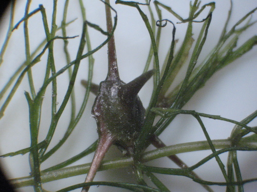 Ceratophyllum demersum iNat (2)