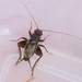 Small Ground Crickets - Photo (c) James Bailey, some rights reserved (CC BY-NC), uploaded by James Bailey