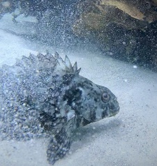 Chironemus marmoratus