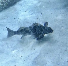 Chironemus marmoratus