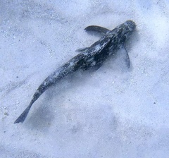 Chironemus marmoratus