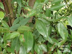 Cinnamomum osmophloeum