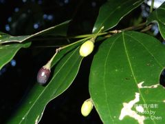 Cinnamomum osmophloeum