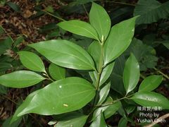 Cinnamomum osmophloeum