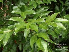 Cinnamomum osmophloeum