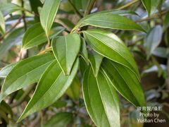 Cinnamomum osmophloeum