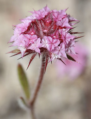 Chorizanthe douglasii