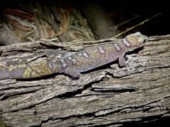Oedura elegans