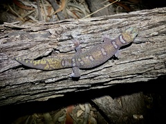 Oedura elegans