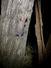 Oedura elegans