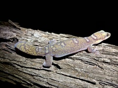 Oedura elegans