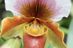 Paphiopedilum