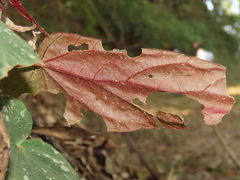 Begonia lukuana