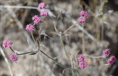 Chorizanthe douglasii