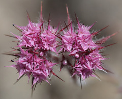 Chorizanthe douglasii