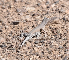 Callisaurus draconoides rhodostictus