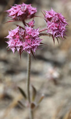 Chorizanthe douglasii
