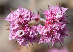 Chorizanthe douglasii