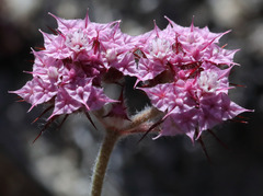 Chorizanthe douglasii