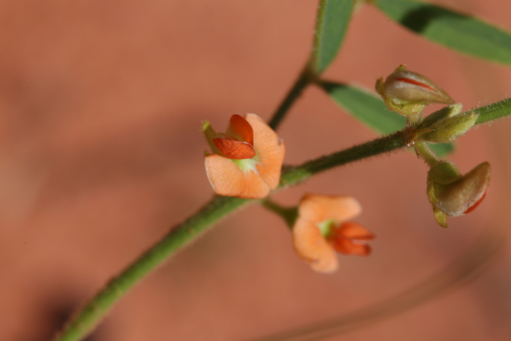 Tephrosia densa