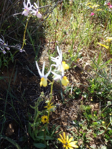 Image of Nemesia cheiranthus by no rights reserved