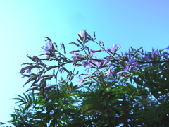 Cicerbita prenanthoides