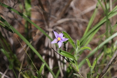 Halgania solanacea