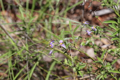Halgania solanacea