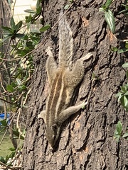 Funambulus pennantii