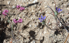 Chorizanthe douglasii