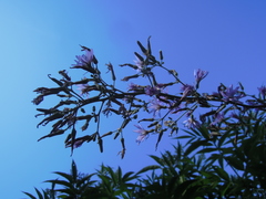 Cicerbita prenanthoides