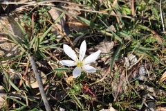 Colchicum hungaricum