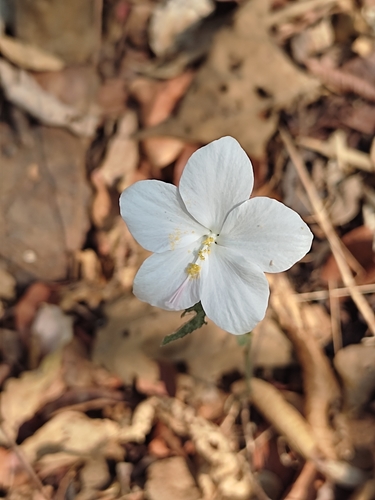 Image of Lesser Mallow White (Hibiscus hirtus) by (c) Meehir Pawar, some rights reserved (CC BY-SA)
