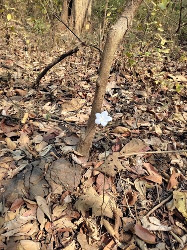 Image of Lesser Mallow White (Hibiscus hirtus) by (c) Meehir Pawar, some rights reserved (CC BY-SA)