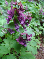 Corydalis solida