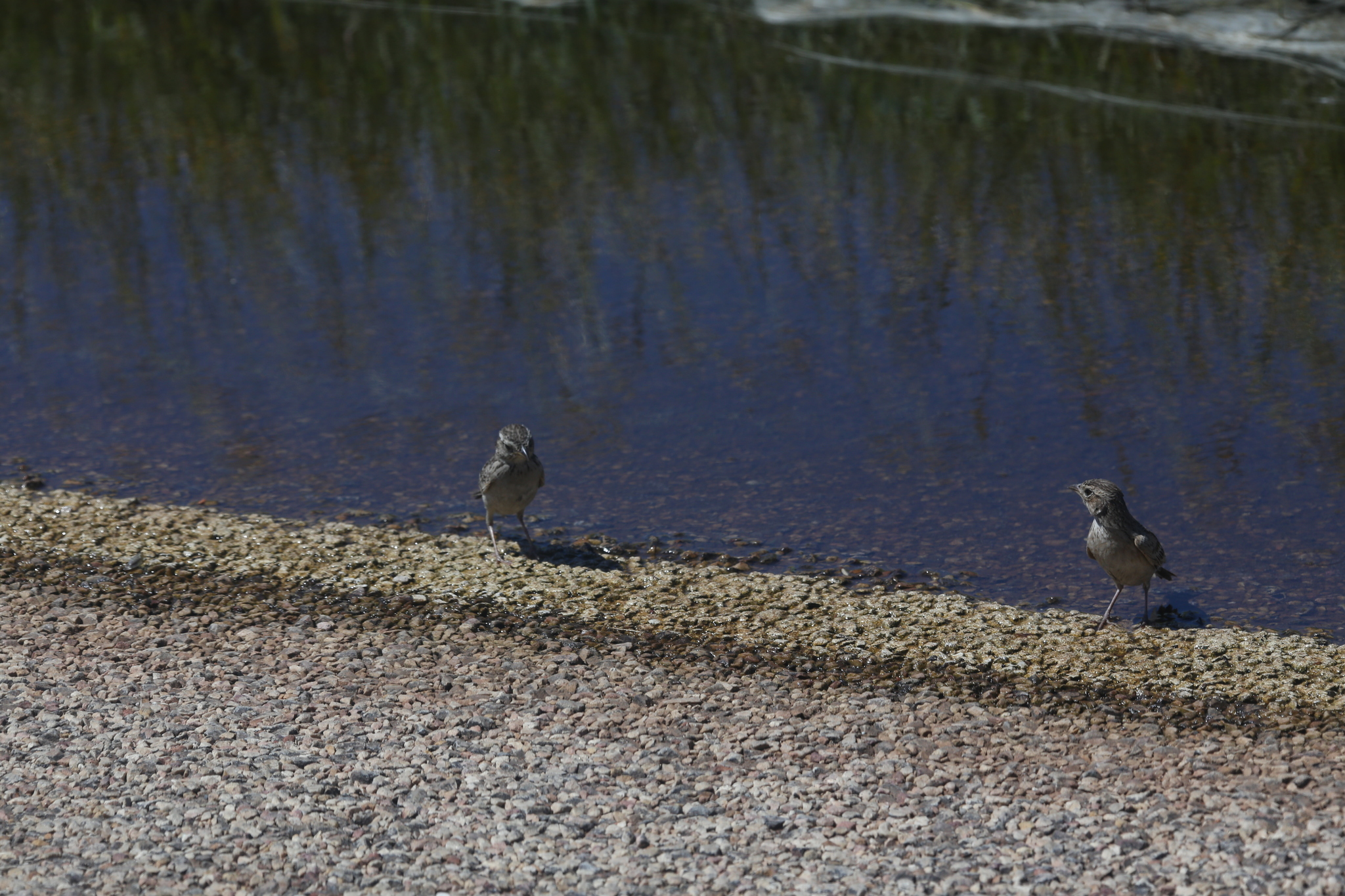 Singing Bushlark (Mirafra javanica)