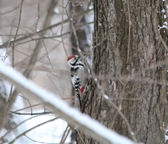 Dendrocopos leucotos
