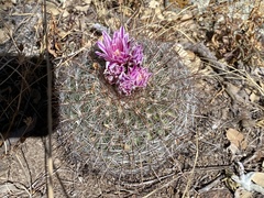 Echinofossulocactus ochoterenaus
