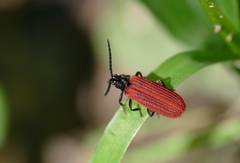 Pyropterus nigroruber