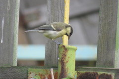 Parus major