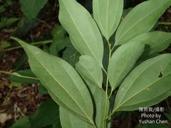 Cinnamomum osmophloeum