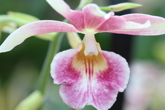 Collabieae