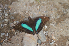 Doxocopa laurentia cherubina